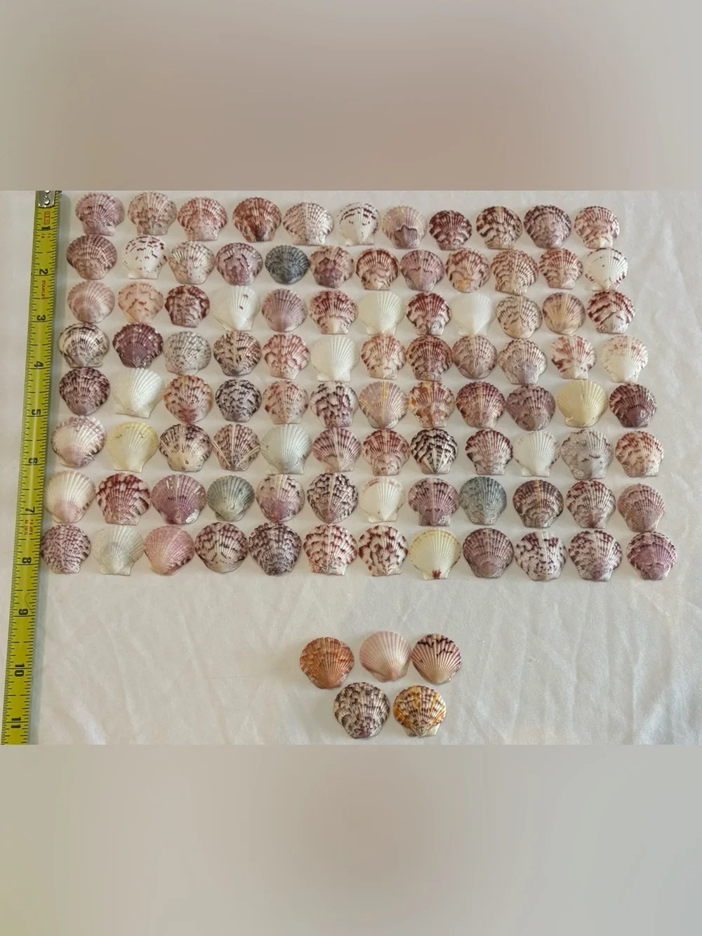 100 LOT SEA SHELLS SANIBEL, FLORIDA SCALLOPS 1